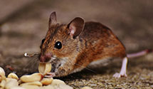 24 Hour & Emergency Exterminators in Wind Point, WI